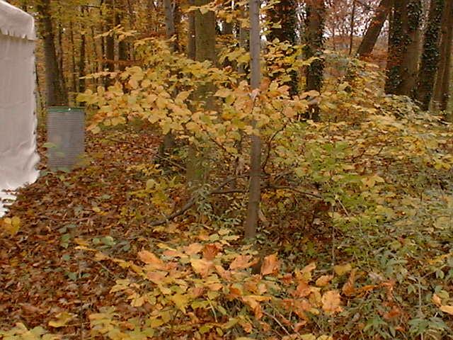 pnature.jpg (73585 octets)
